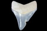 Serrated, Bone Valley Megalodon Tooth - Florida #99878-1